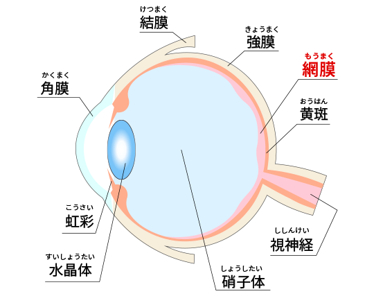 網膜とは